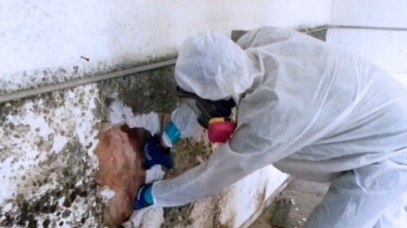Wall mold removal in Teaneck, NJ 07666