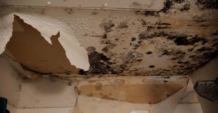 Mold growth behind wallpaper in Union City, NJ 07087