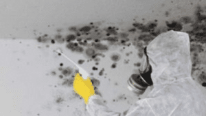 Mold Removal Expert