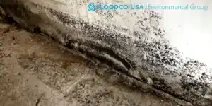 basement mold present in the house