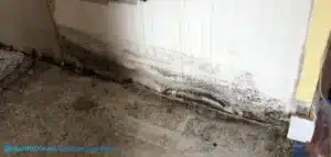 Black mold on base of white wall