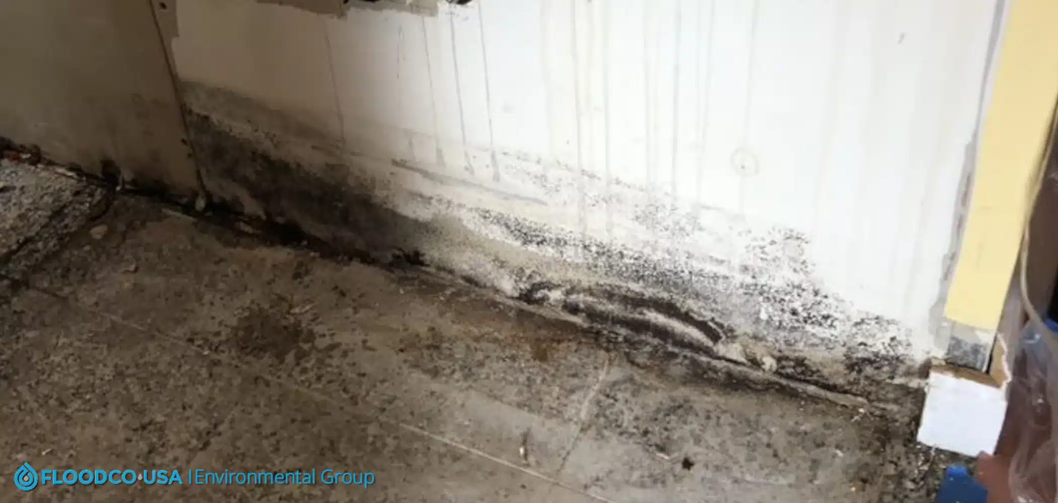 Black mold on base of white wall